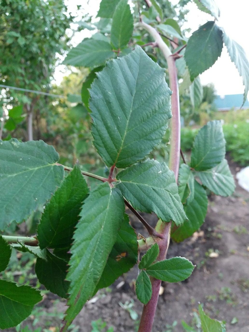 Ежевика без шипов сорта