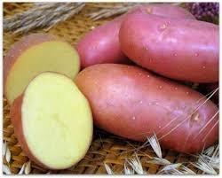 Картофель, лук оптом. - фотография № 1