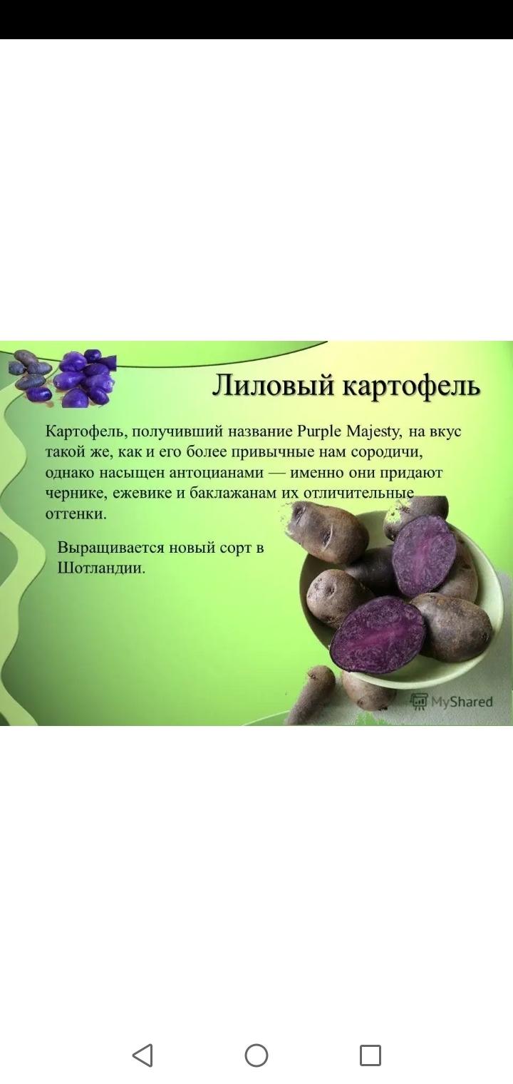Фиолетовый картофель Пурпл маджестик - фотография № 2