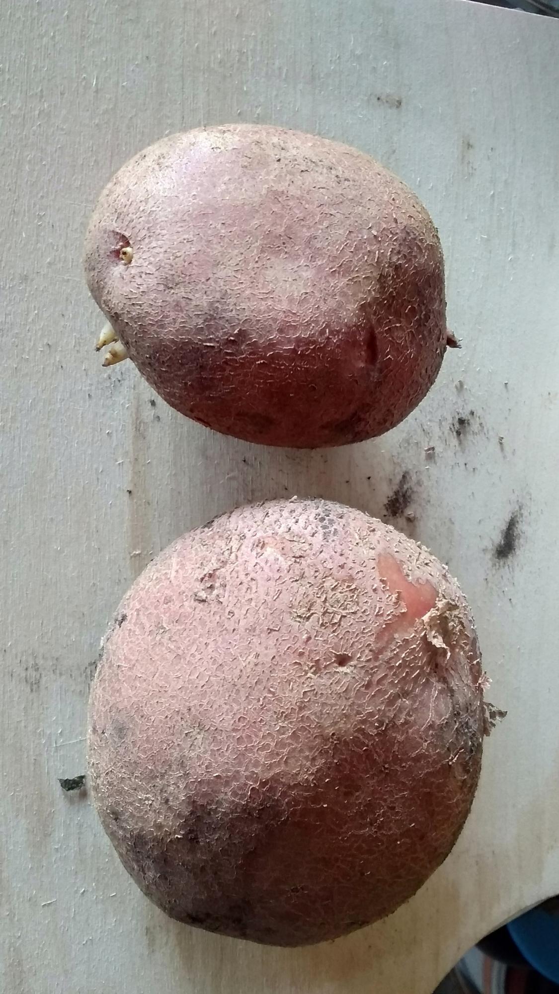 Картофель лапоть отзывы. Купить семенной картофель лапоть в Йошкар-Оле.