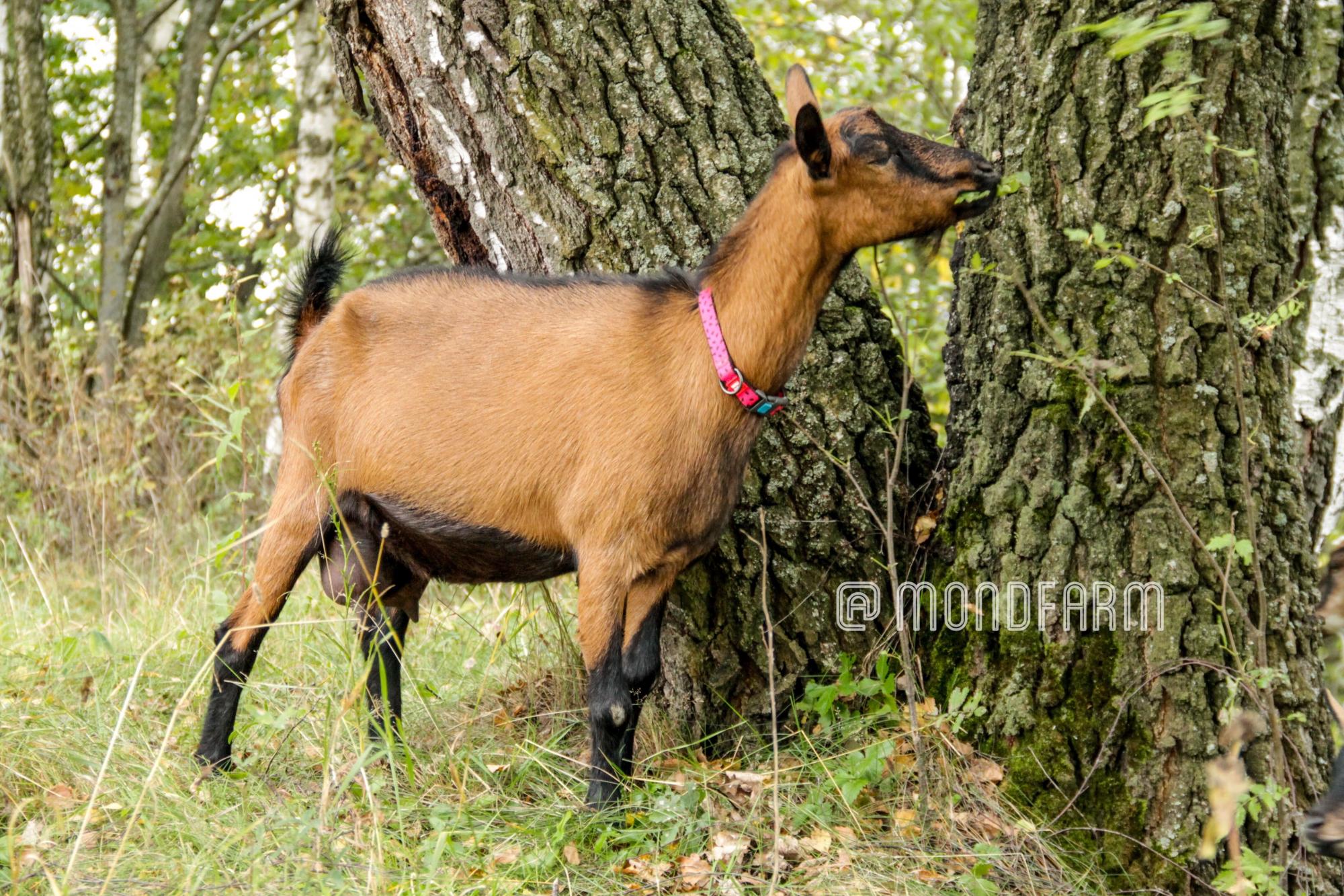 Чешская бурая коза дойная - фотография № 1