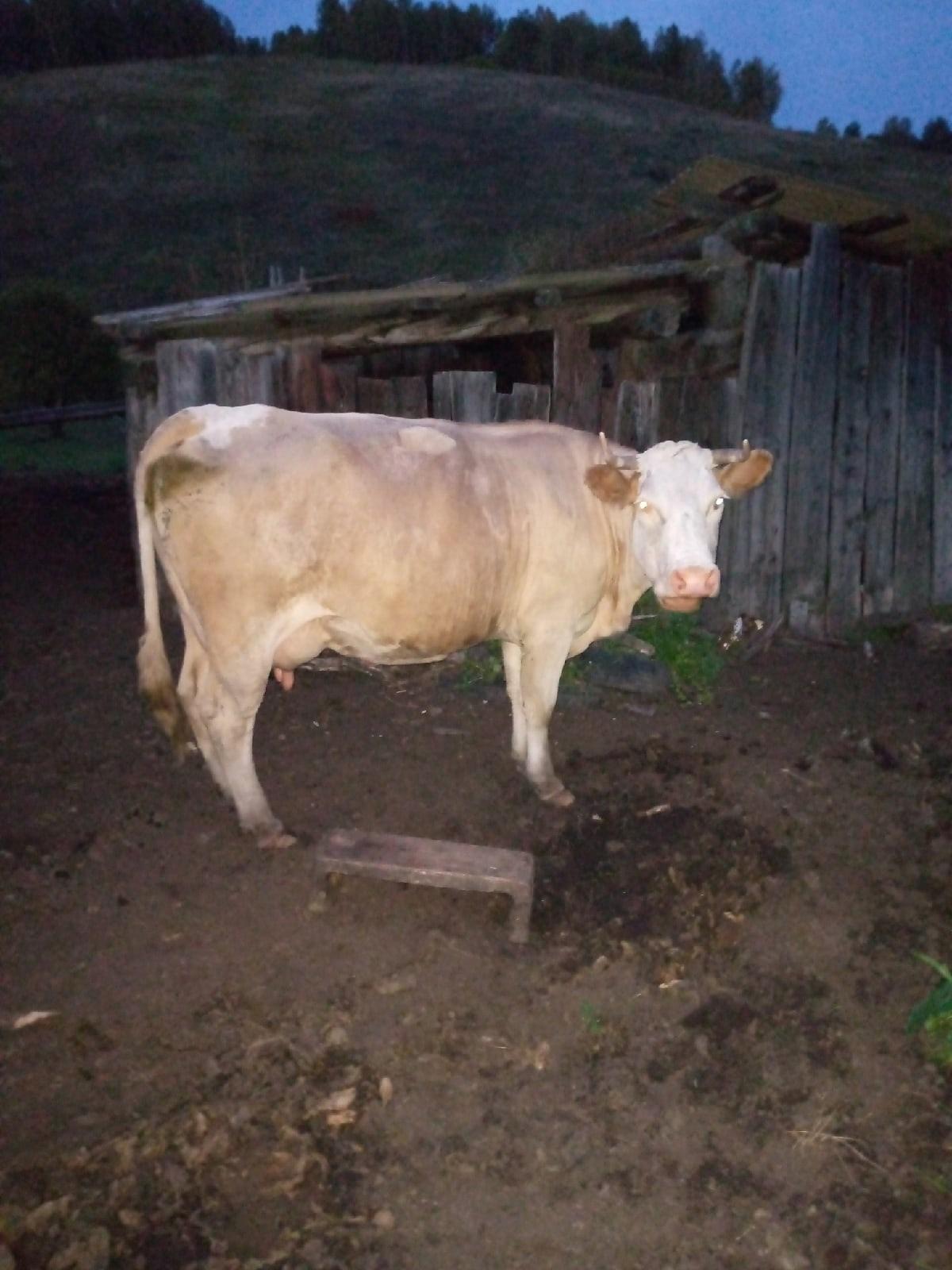 Корова(стельная) - фотография № 1