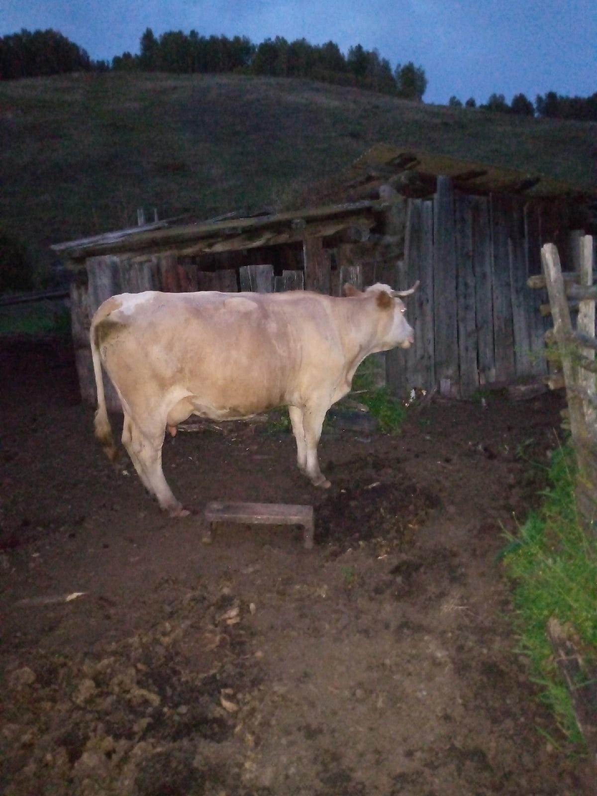 Корова(стельная) - фотография № 2