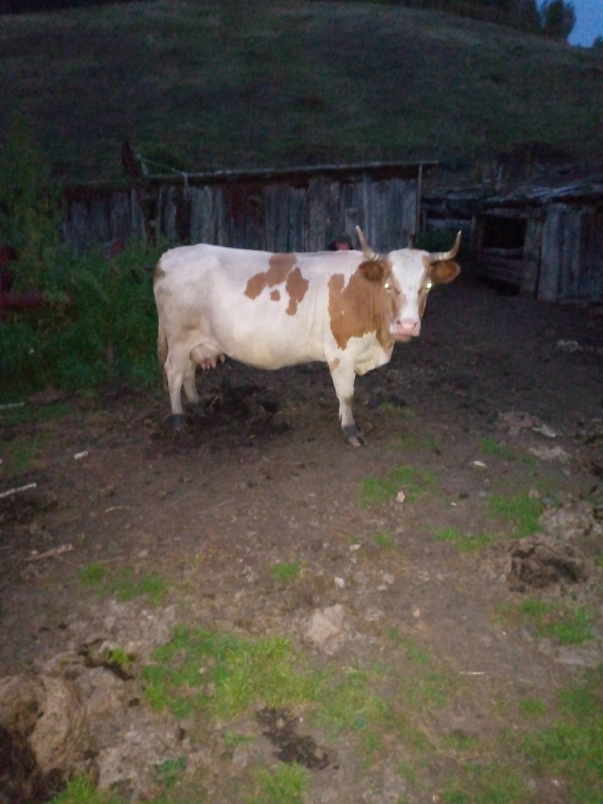 Корова(стельная) - фотография № 3