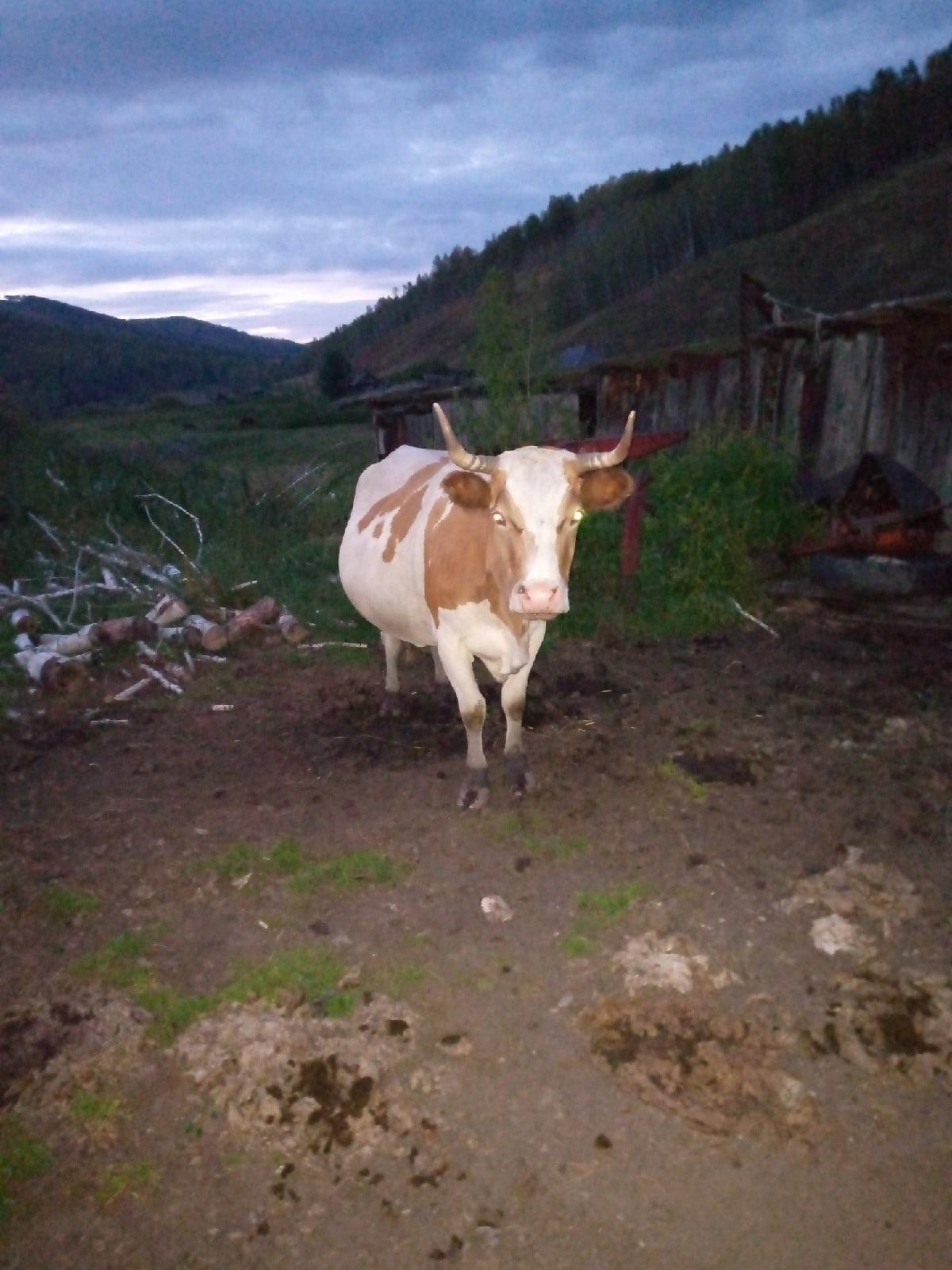 Корова(стельная) - фотография № 4