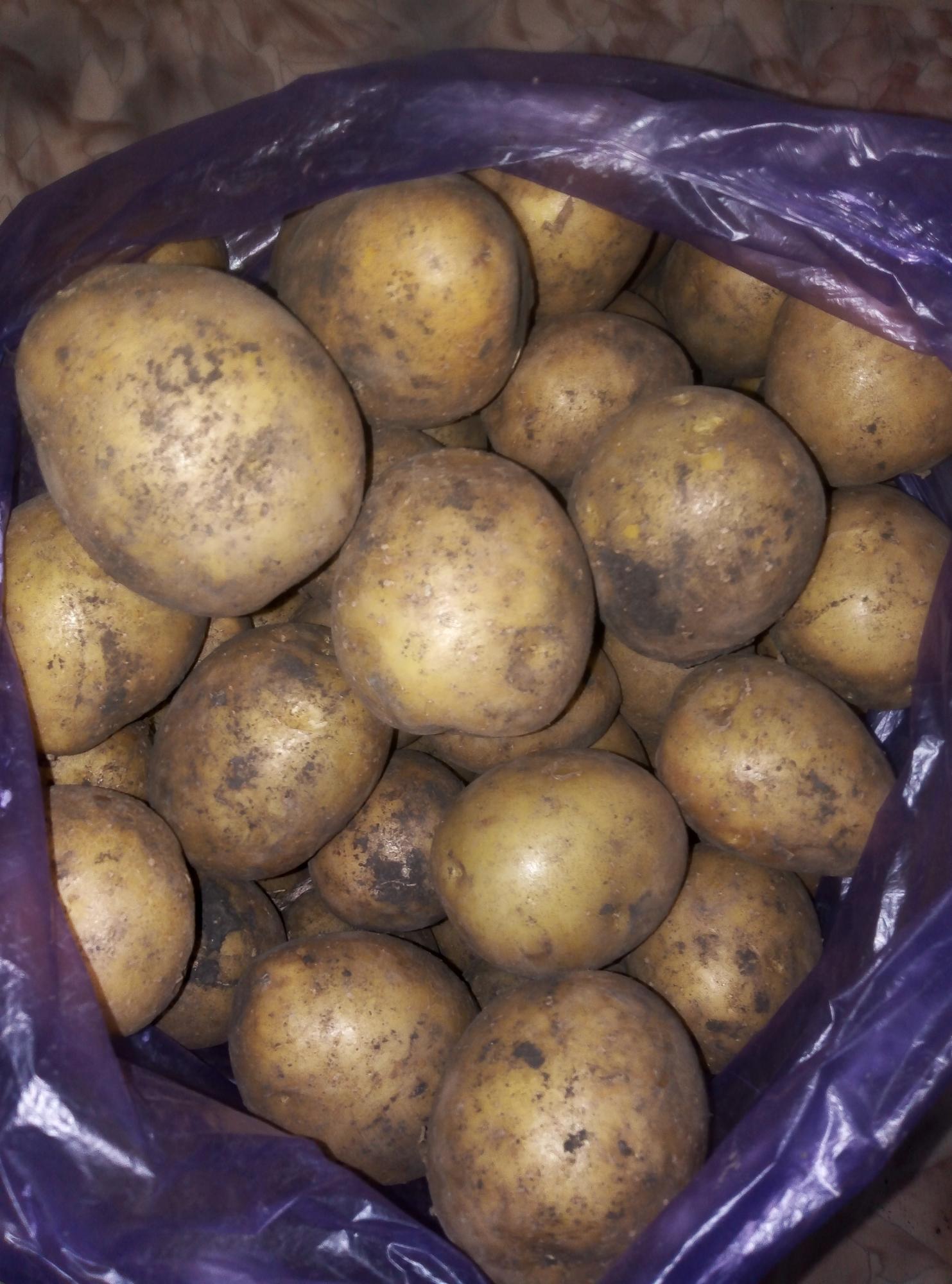 Картофель, цена 300 руб. купить в Черемхово