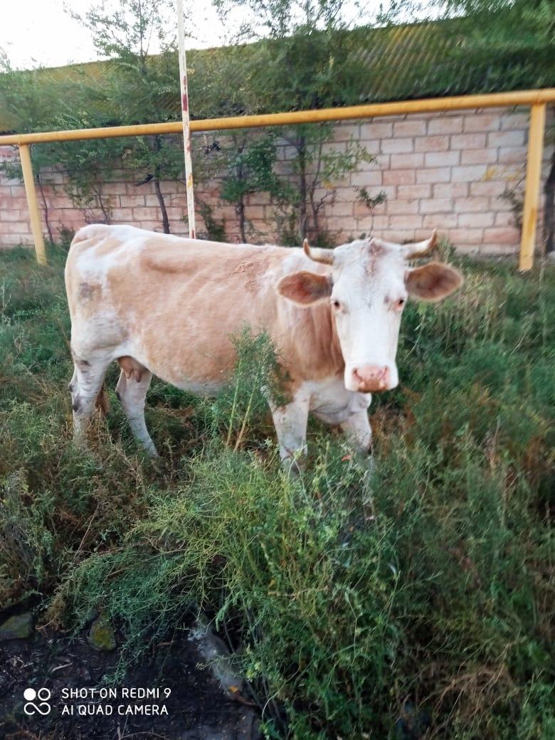 Корова - фотография № 3