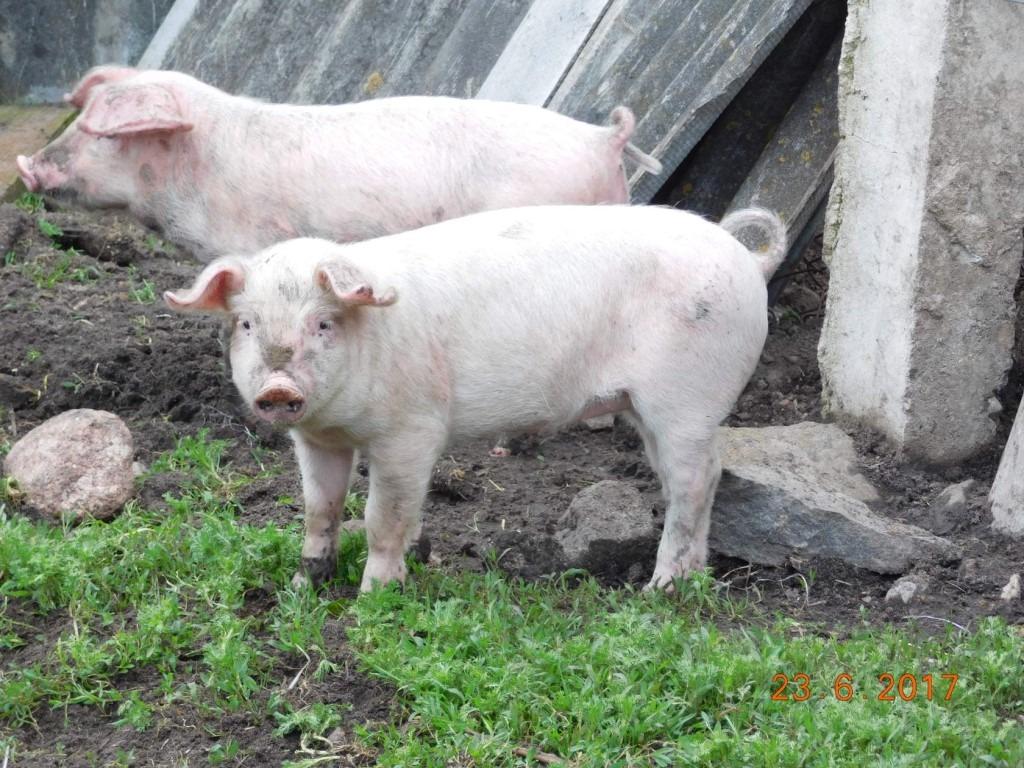 Купить свиней ландрас порода в Крыму. Продажа поросят новосибирская область