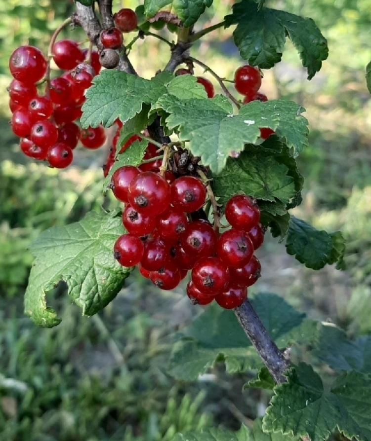 Красная Смородина Виксне Купить