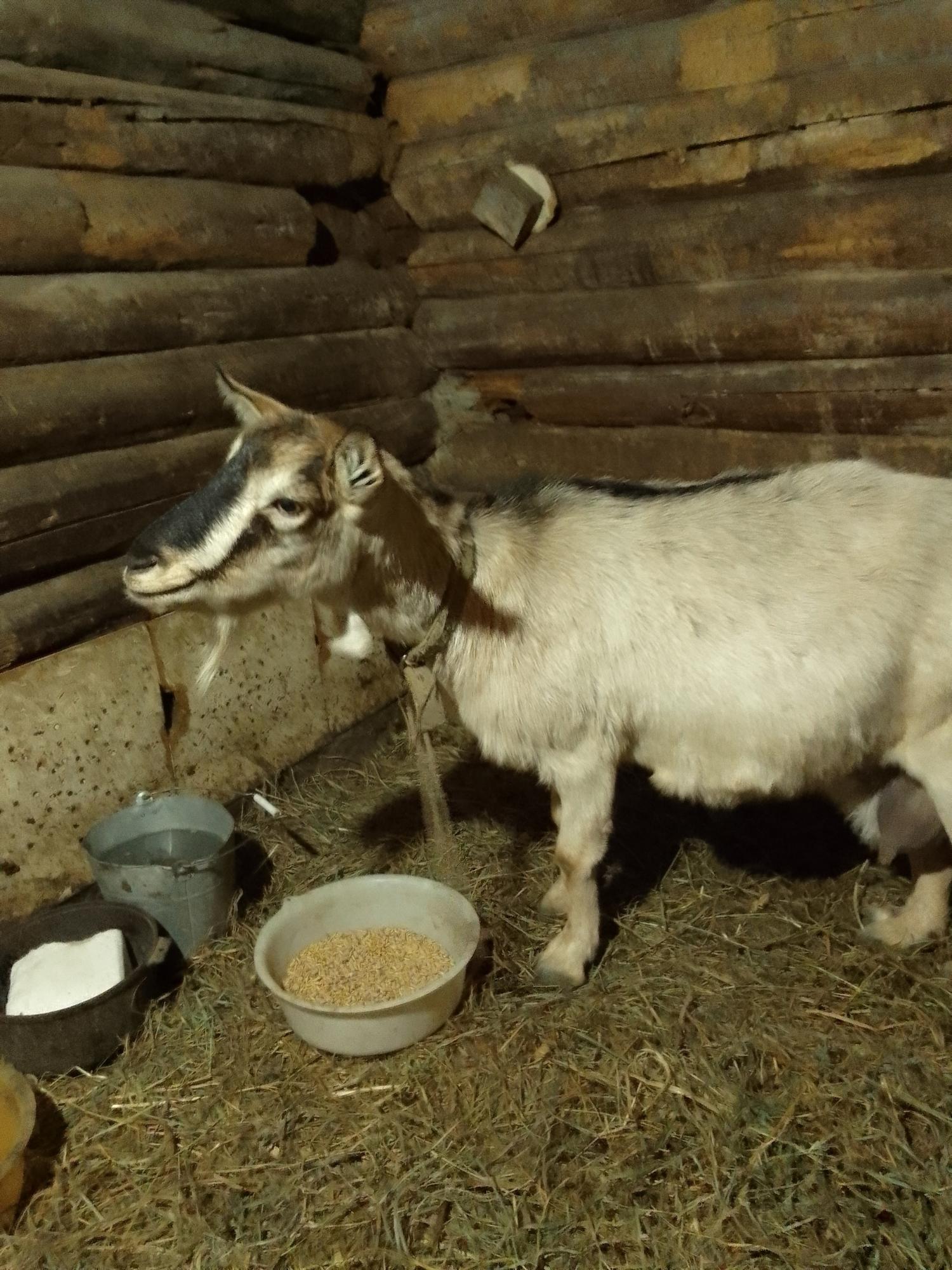 Чешская коза - фотография № 1