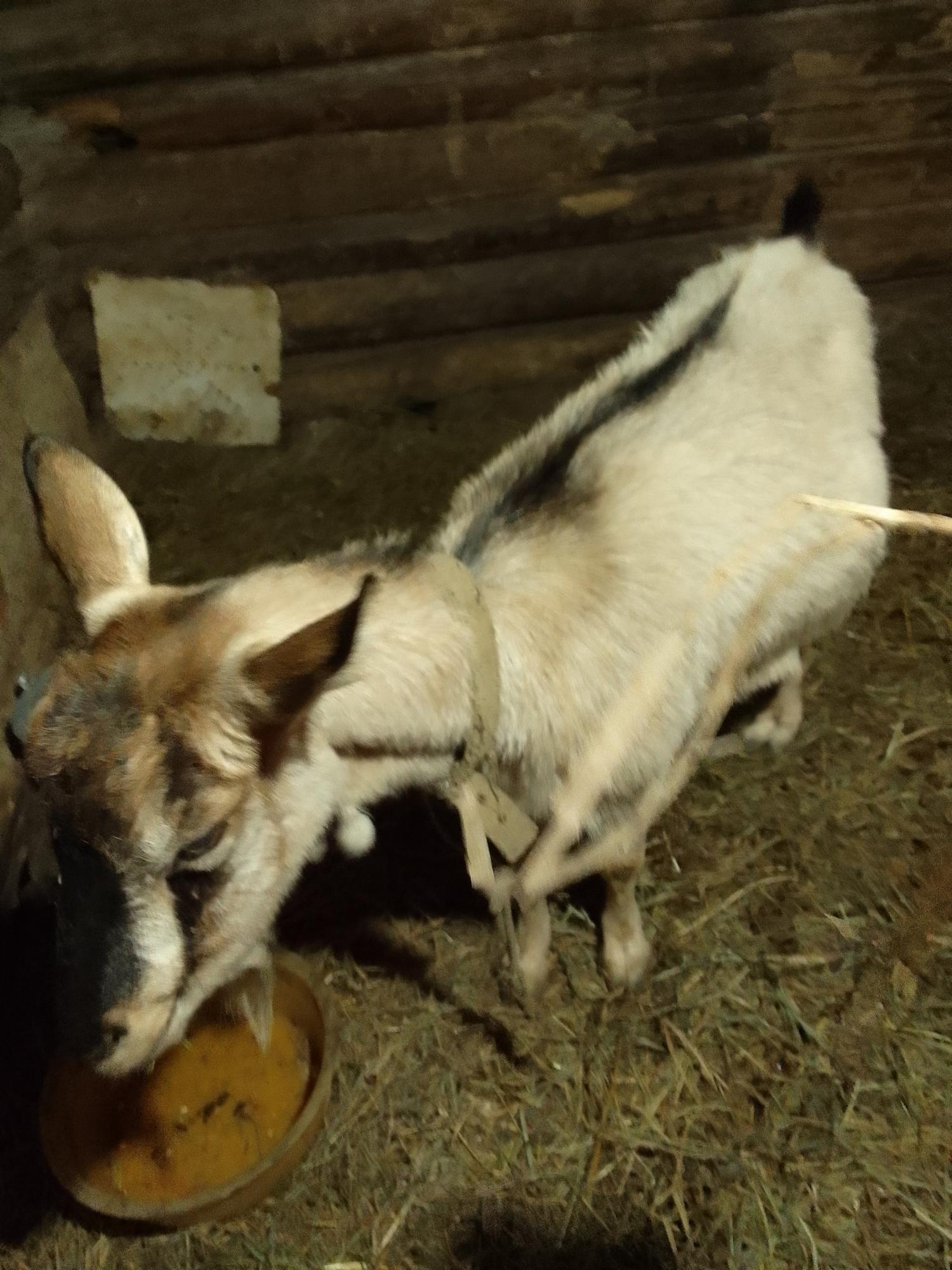 Чешская коза - фотография № 2