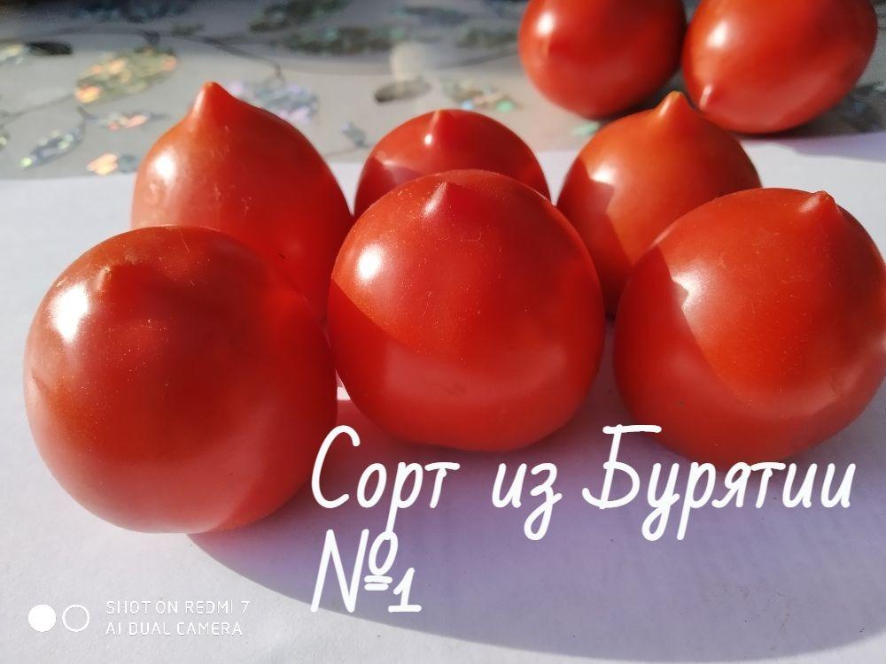 Томат Золотые Горы Медео Фото
