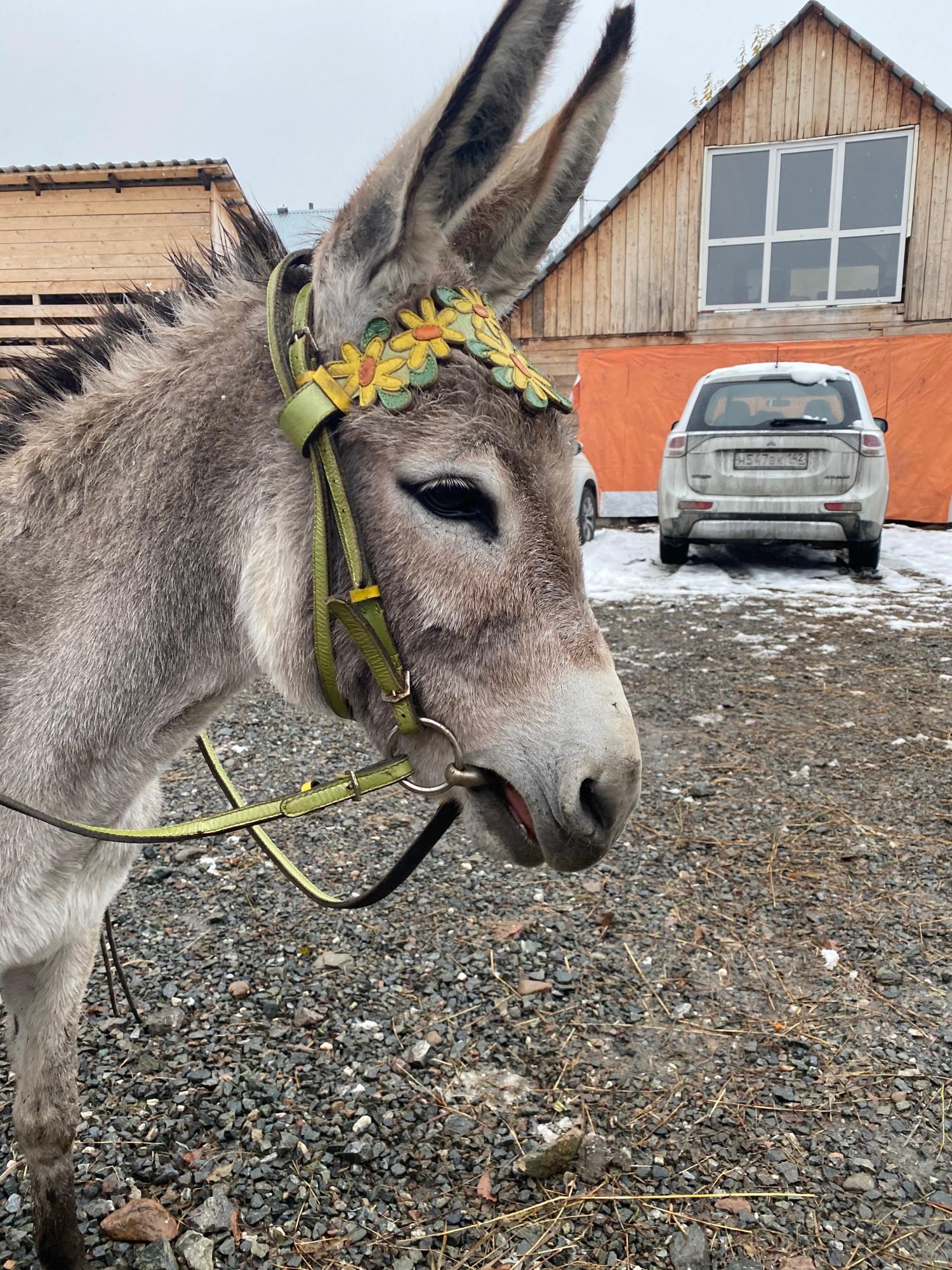 Продам ослицу, цена 50000 руб. купить в Таштаголе