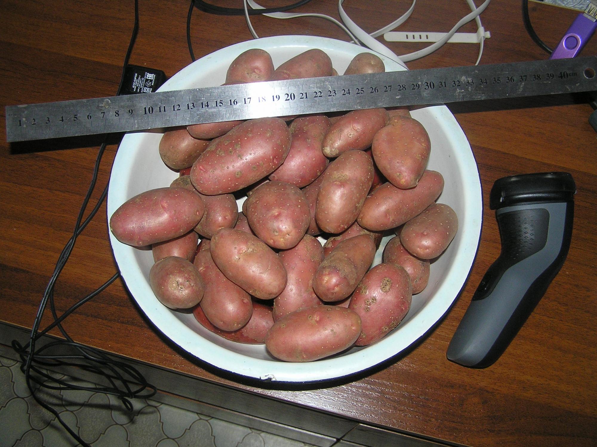 Картофель семенной, на посадку Шери (Cherie) - фотография № 1