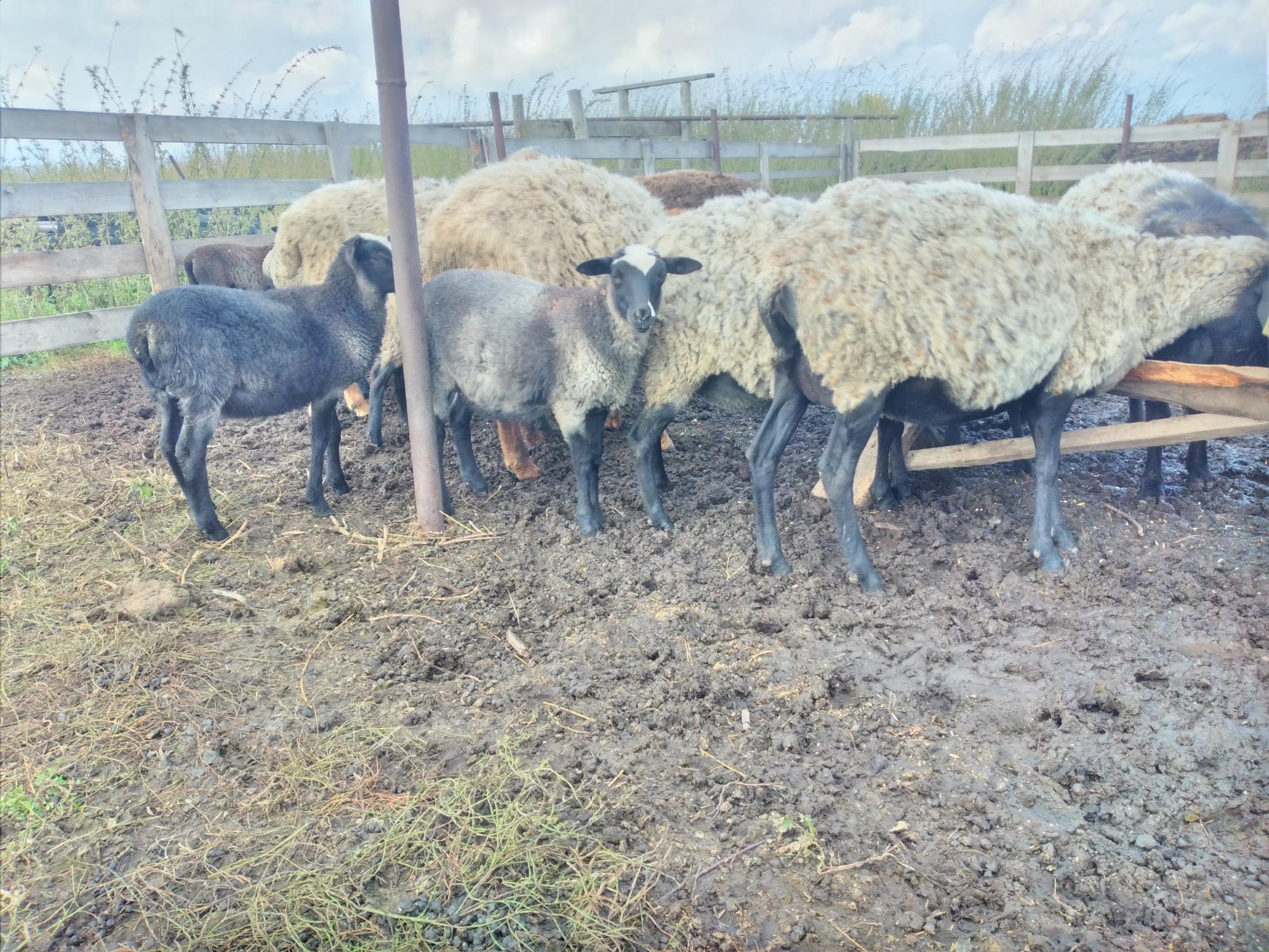 Романовские овцы - фотография № 3