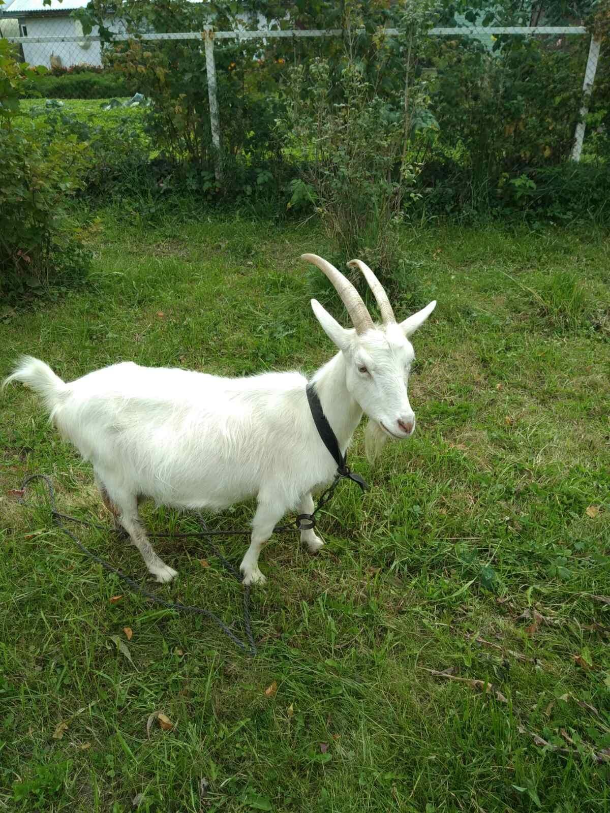 Продается коза - фотография № 1