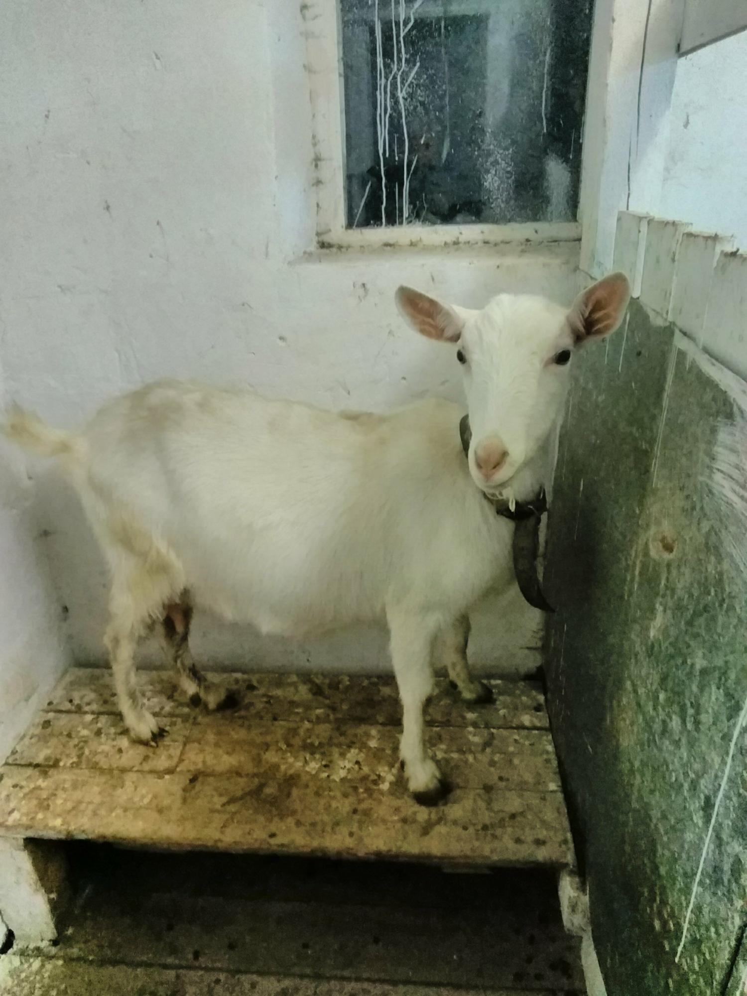 Зааненская коза - фотография № 3