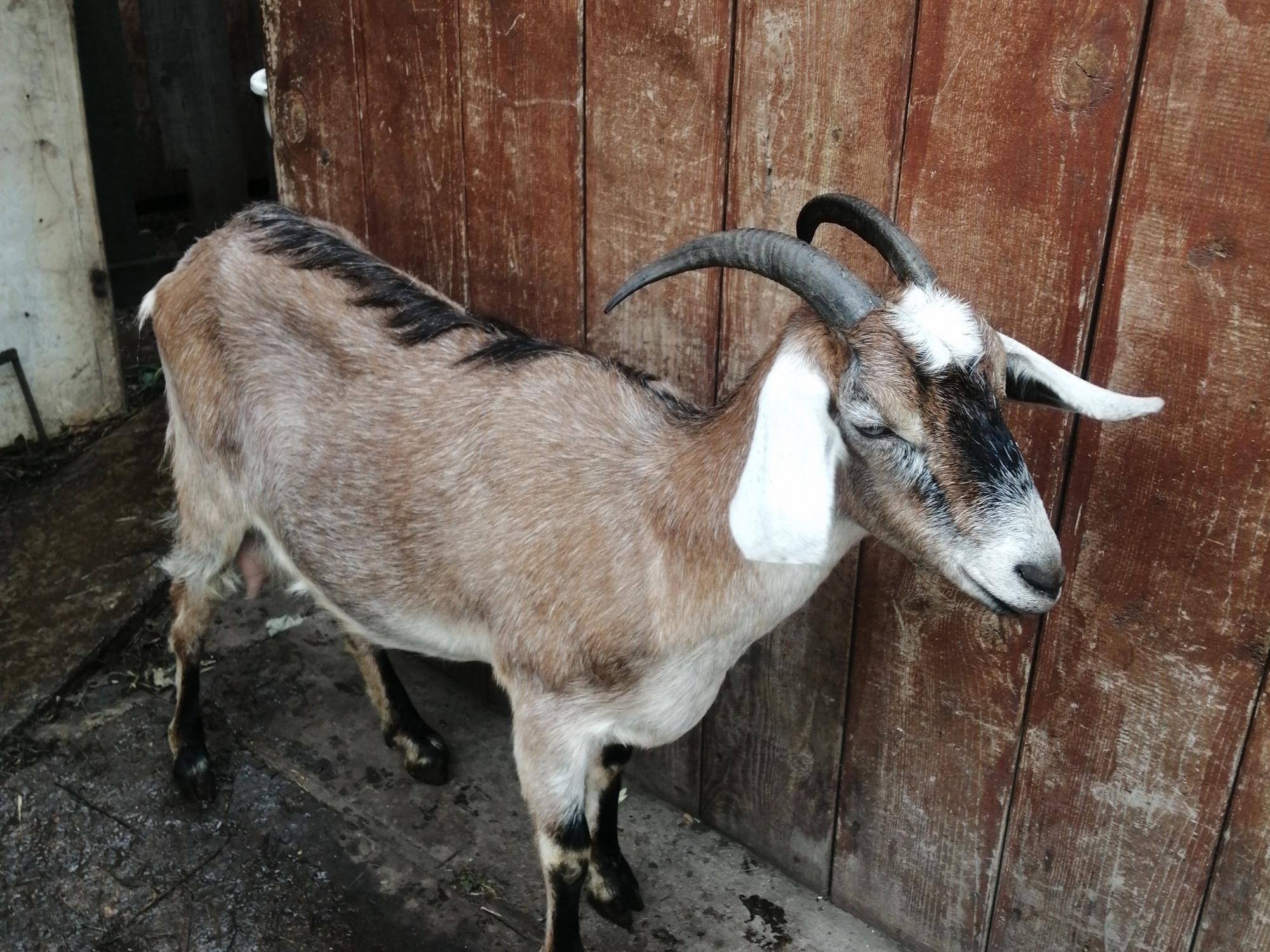 Продаётся дойная нубийская коза с козочкой - фотография № 1