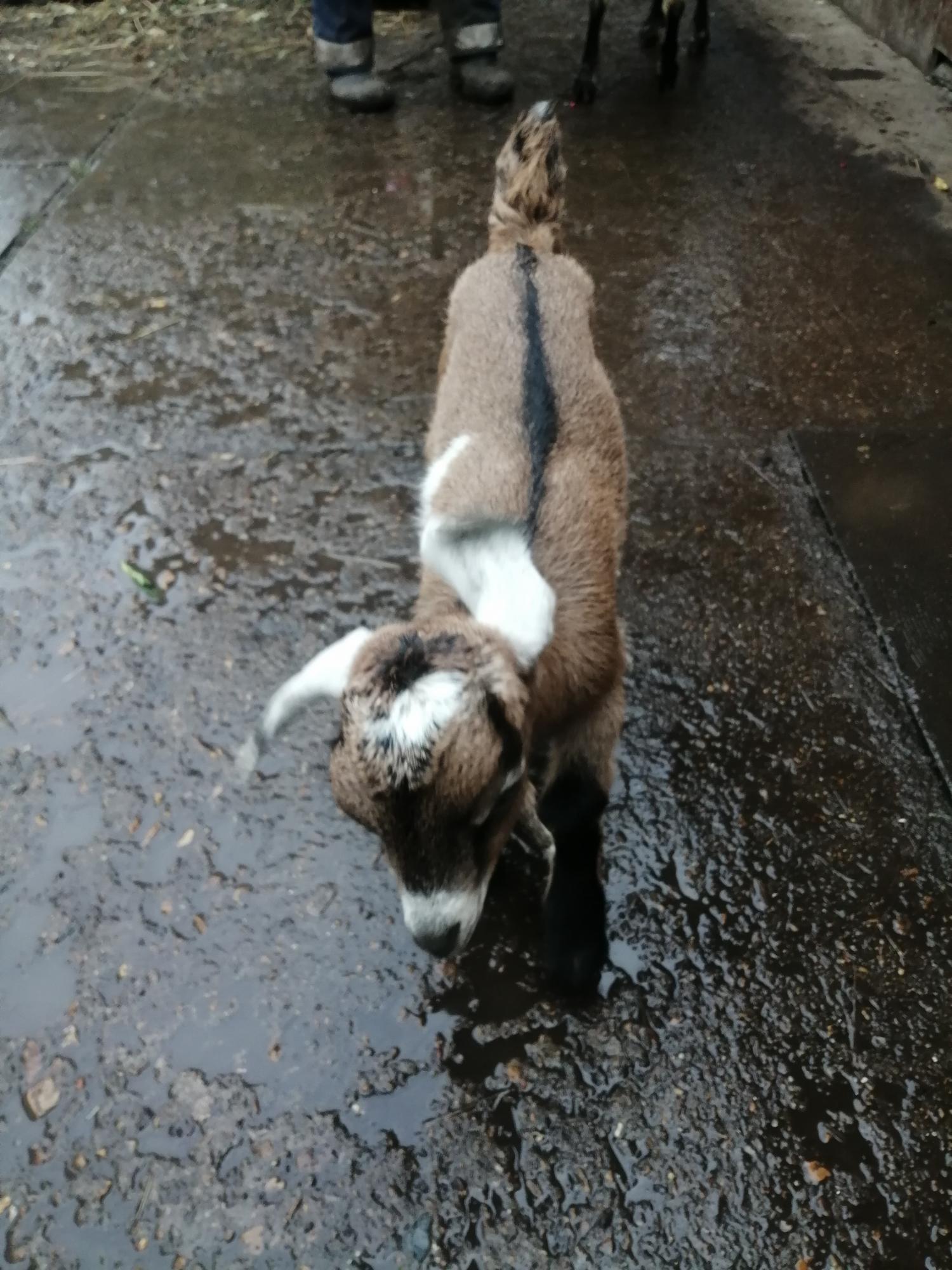 Продаётся дойная нубийская коза с козочкой - фотография № 2