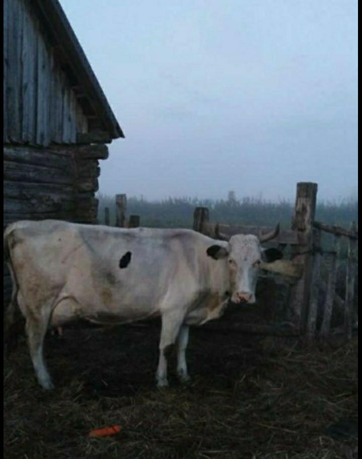 Коровы и телки - фотография № 1