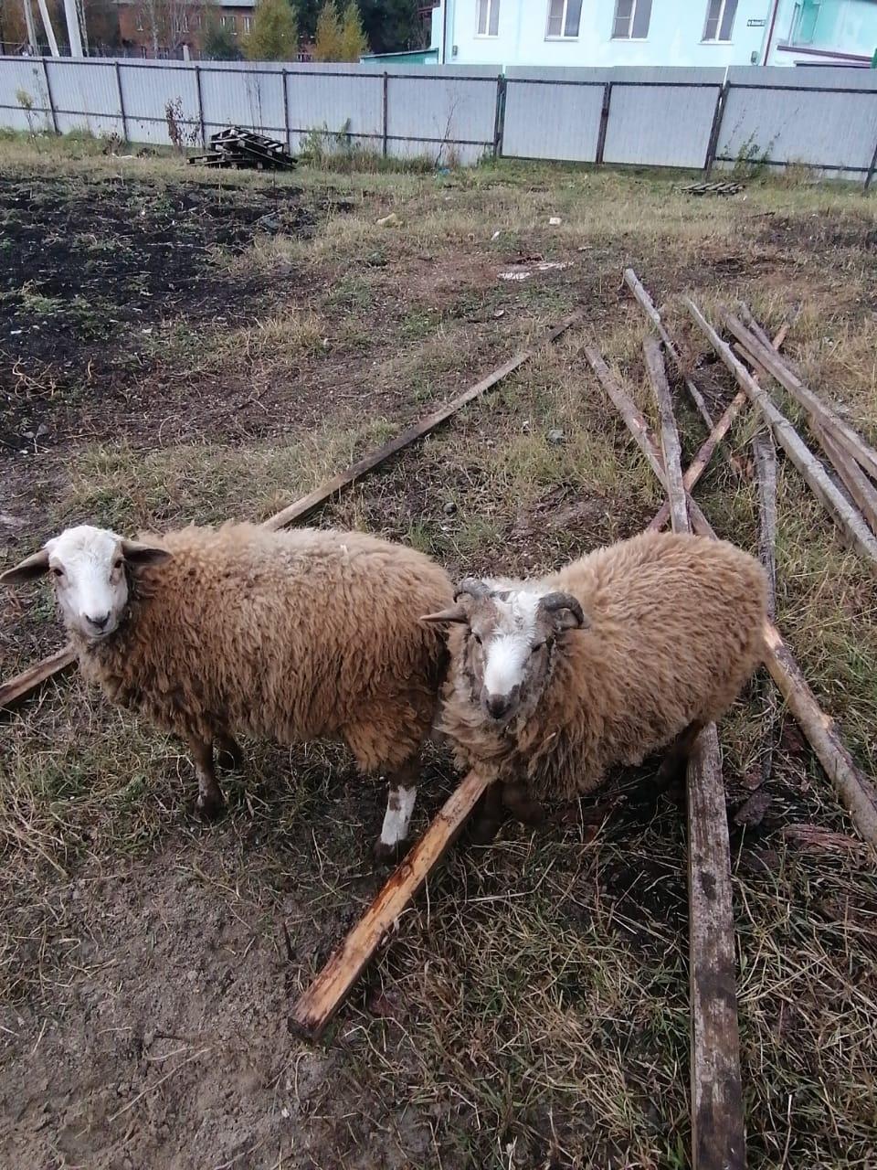 Продам овцу и барана им 4 месяца очень тяжолые - фотография № 1