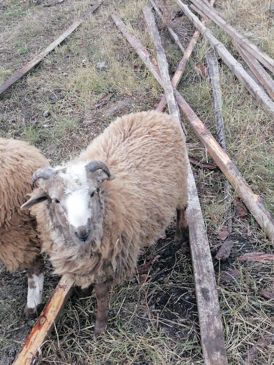 Продам овцу и барана им 4 месяца очень тяжолые - фотография № 2