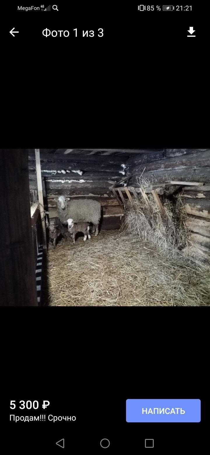 Продам овцу и барана им 4 месяца очень тяжолые - фотография № 4