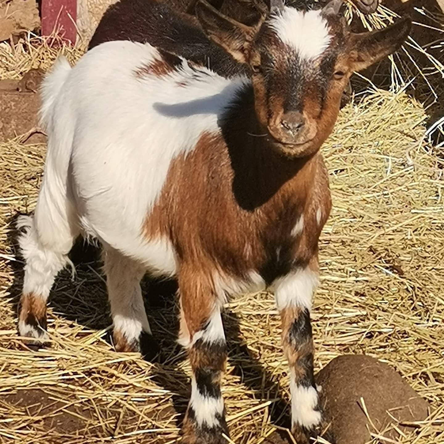 Камерунская коза - фотография № 1