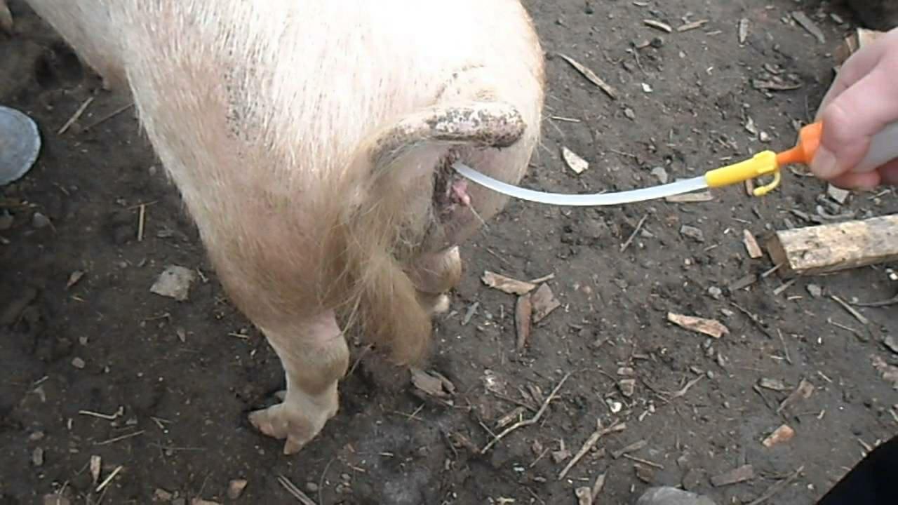 Искуственное осеменение свиней