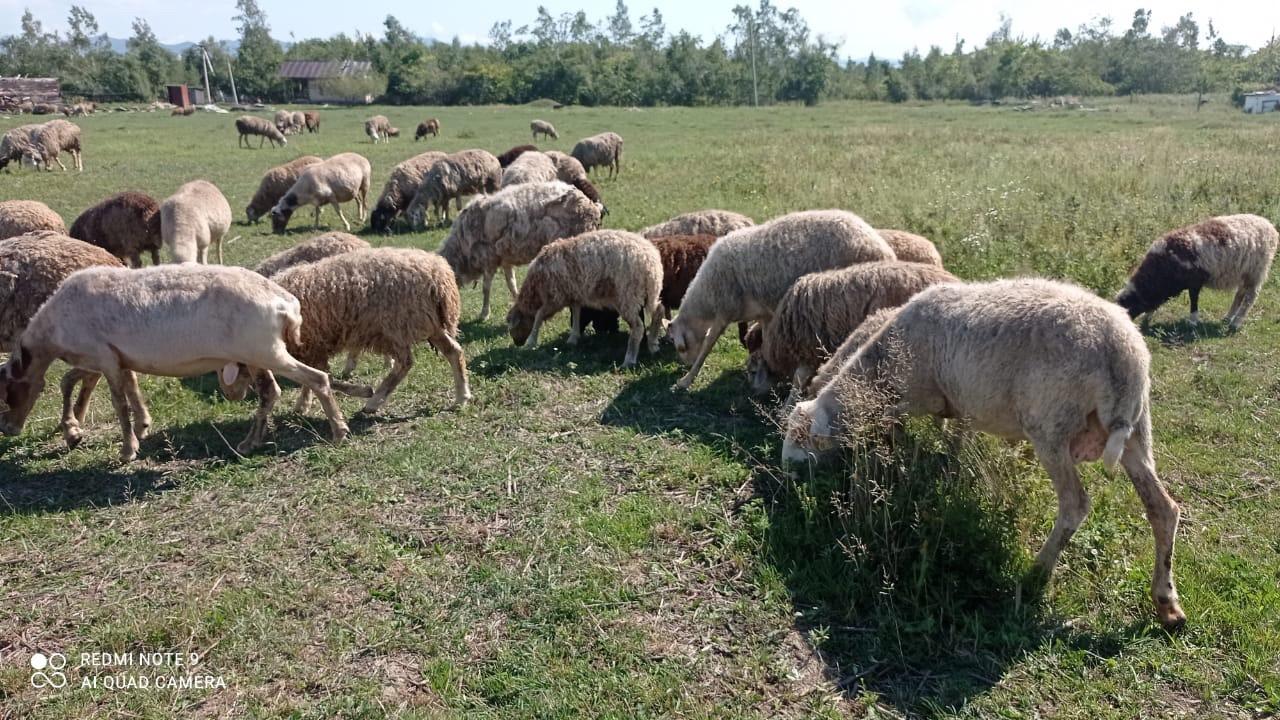 Овцы, Бараны живым весом на мясо и разведение - фотография № 4