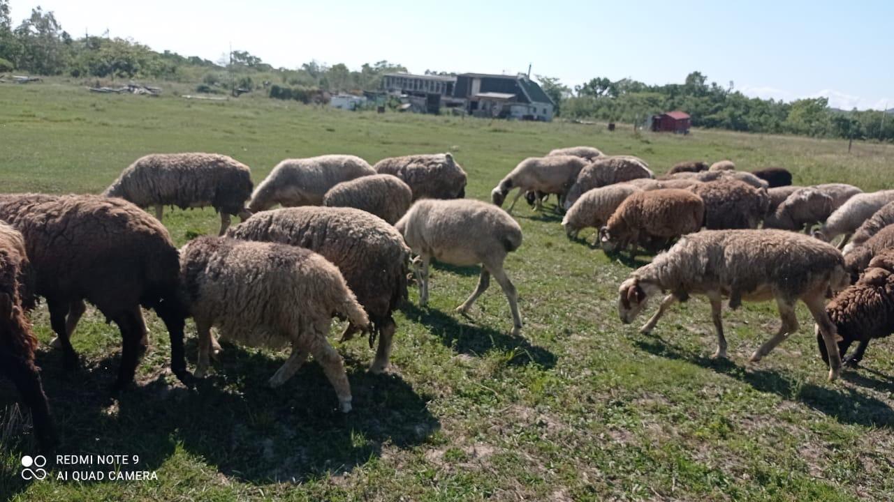 Овцы, Бараны живым весом на мясо и разведение - фотография № 8