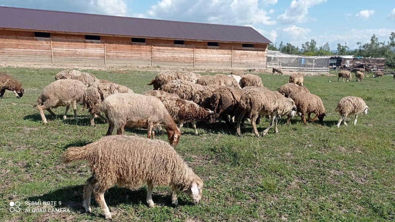 Овцы, Бараны живым весом на мясо и разведение - фотография № 7