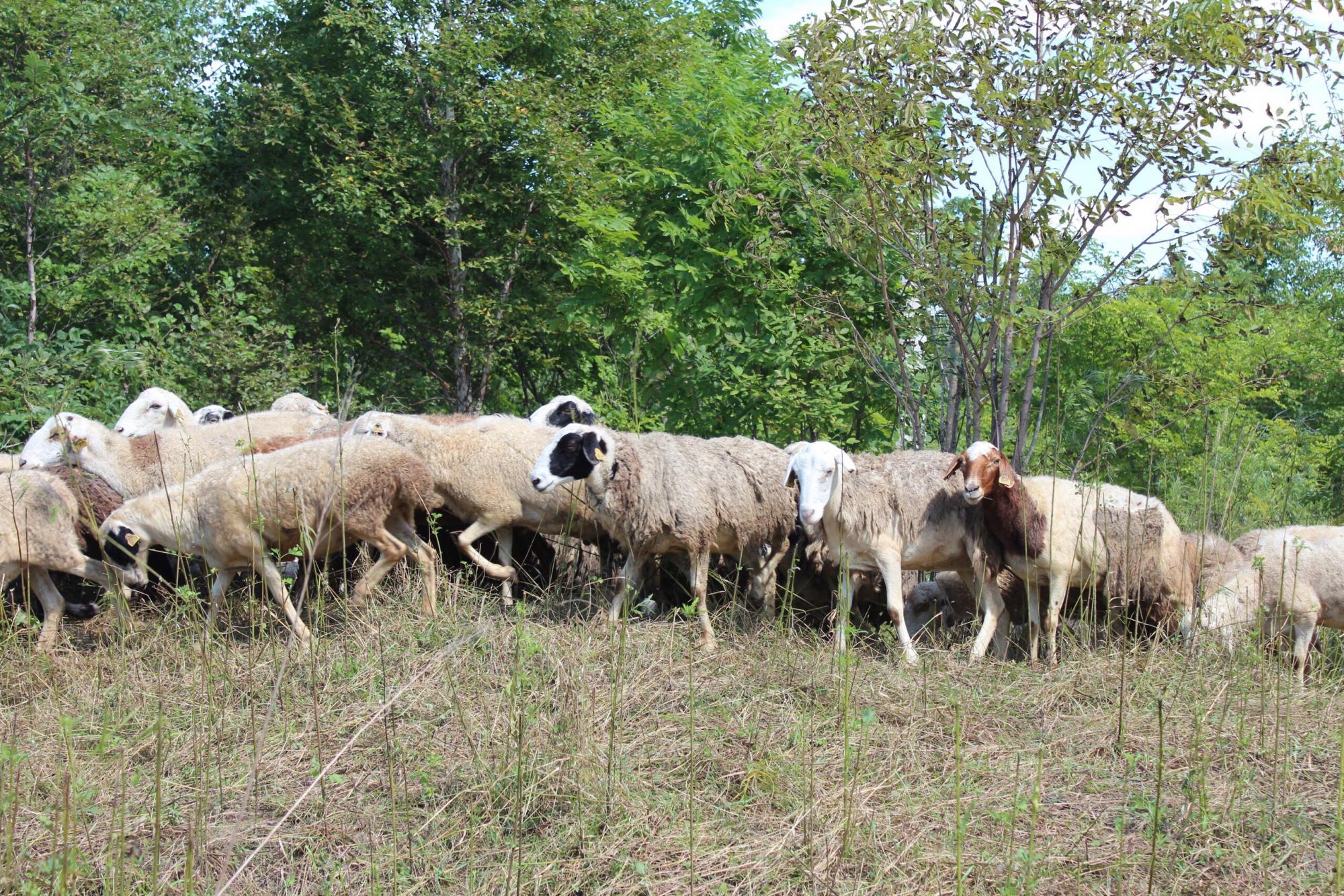 Овцы, Бараны живым весом на мясо и разведение - фотография № 2