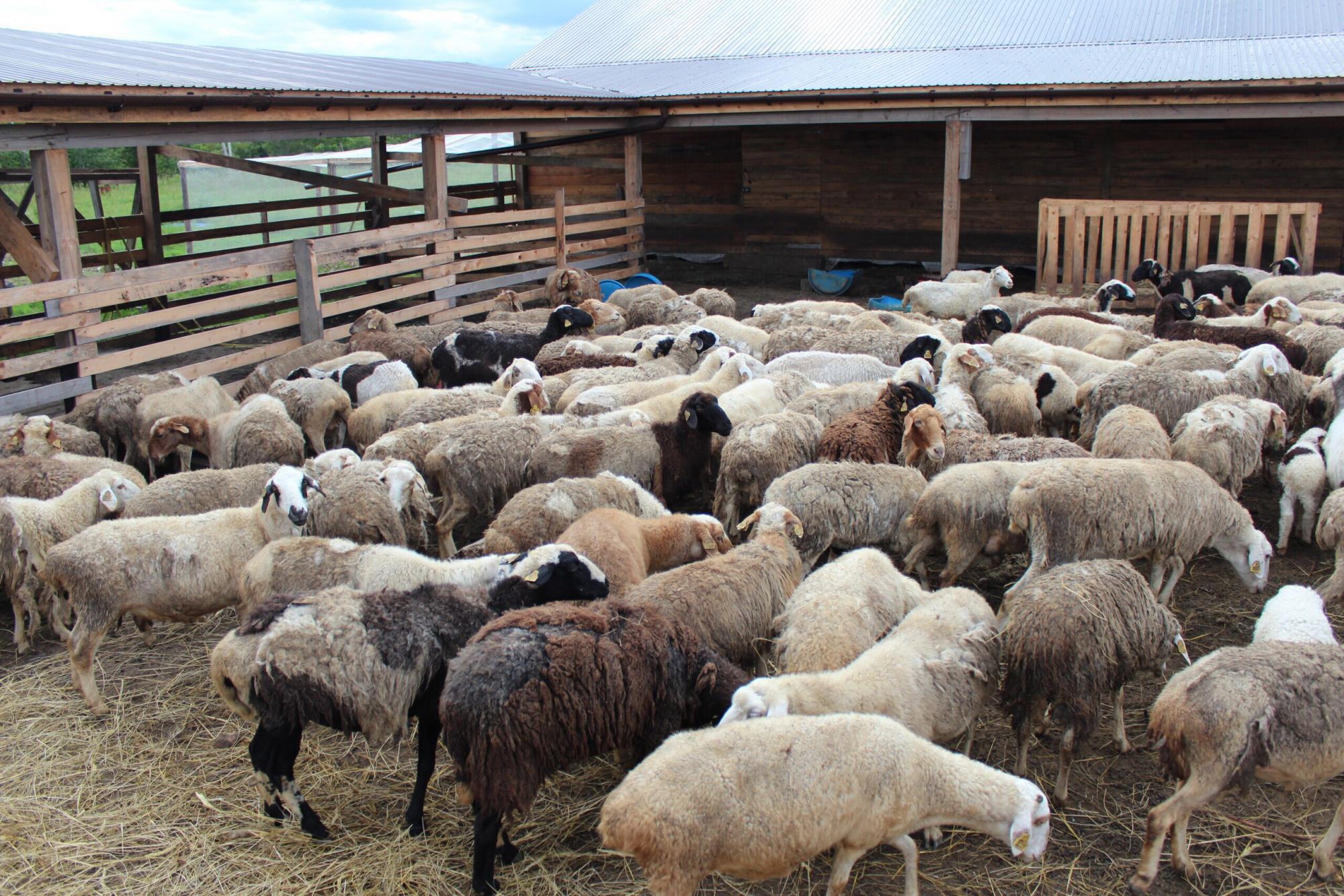 Овцы, Бараны живым весом на мясо и разведение - фотография № 1