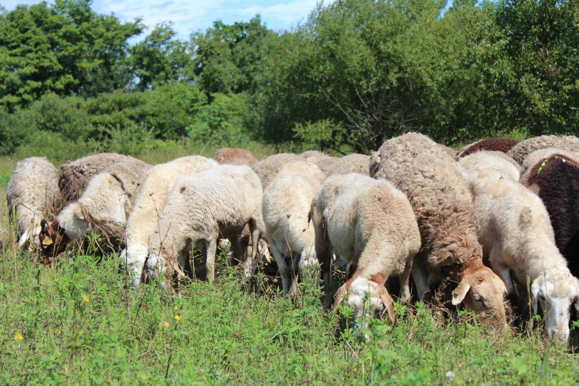 Овцы, Бараны живым весом на мясо и разведение - фотография № 5
