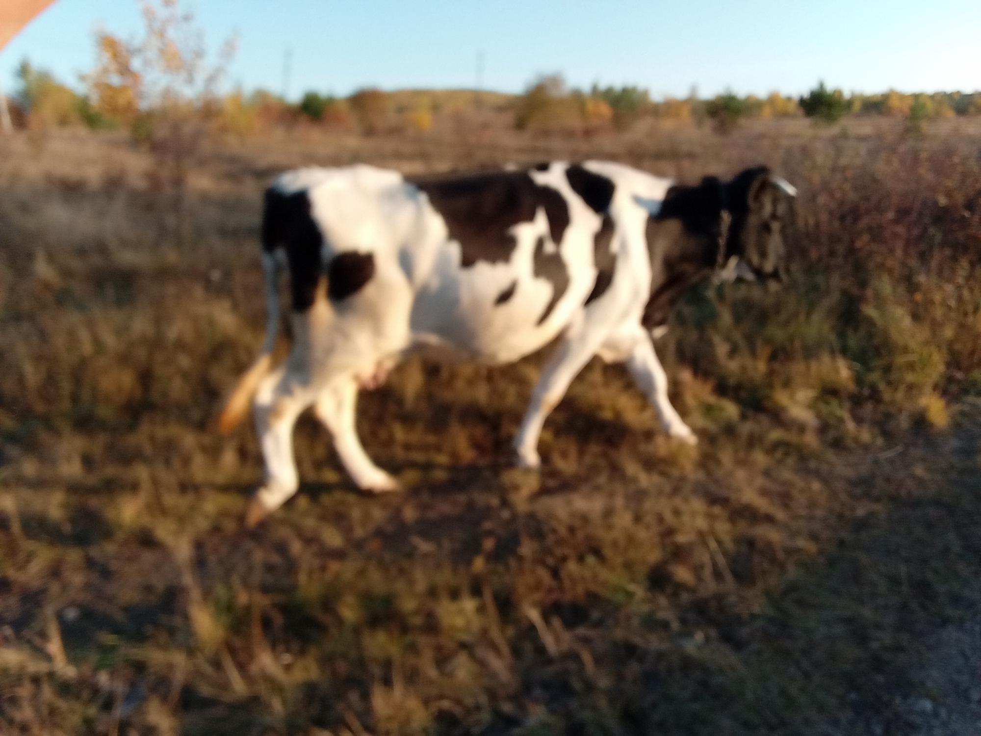 Молодая Корова 5 лет - фотография № 3