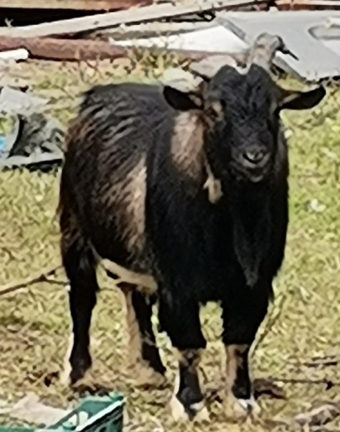 Камерунская коза - фотография № 4