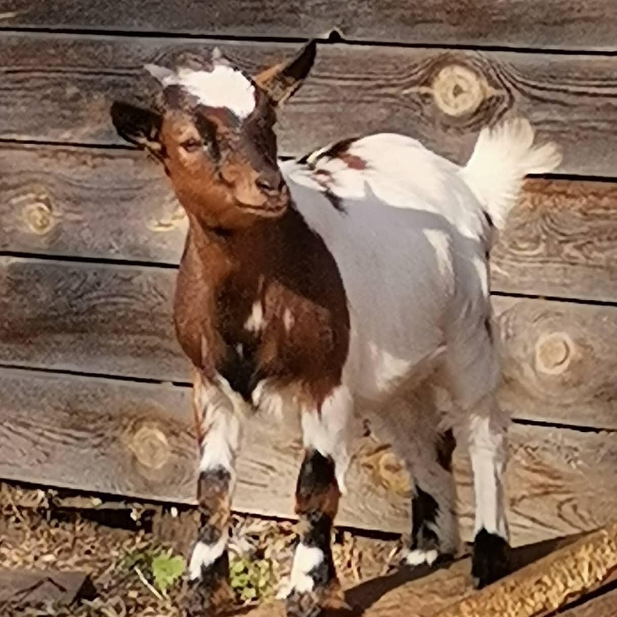 Камерунская коза - фотография № 2