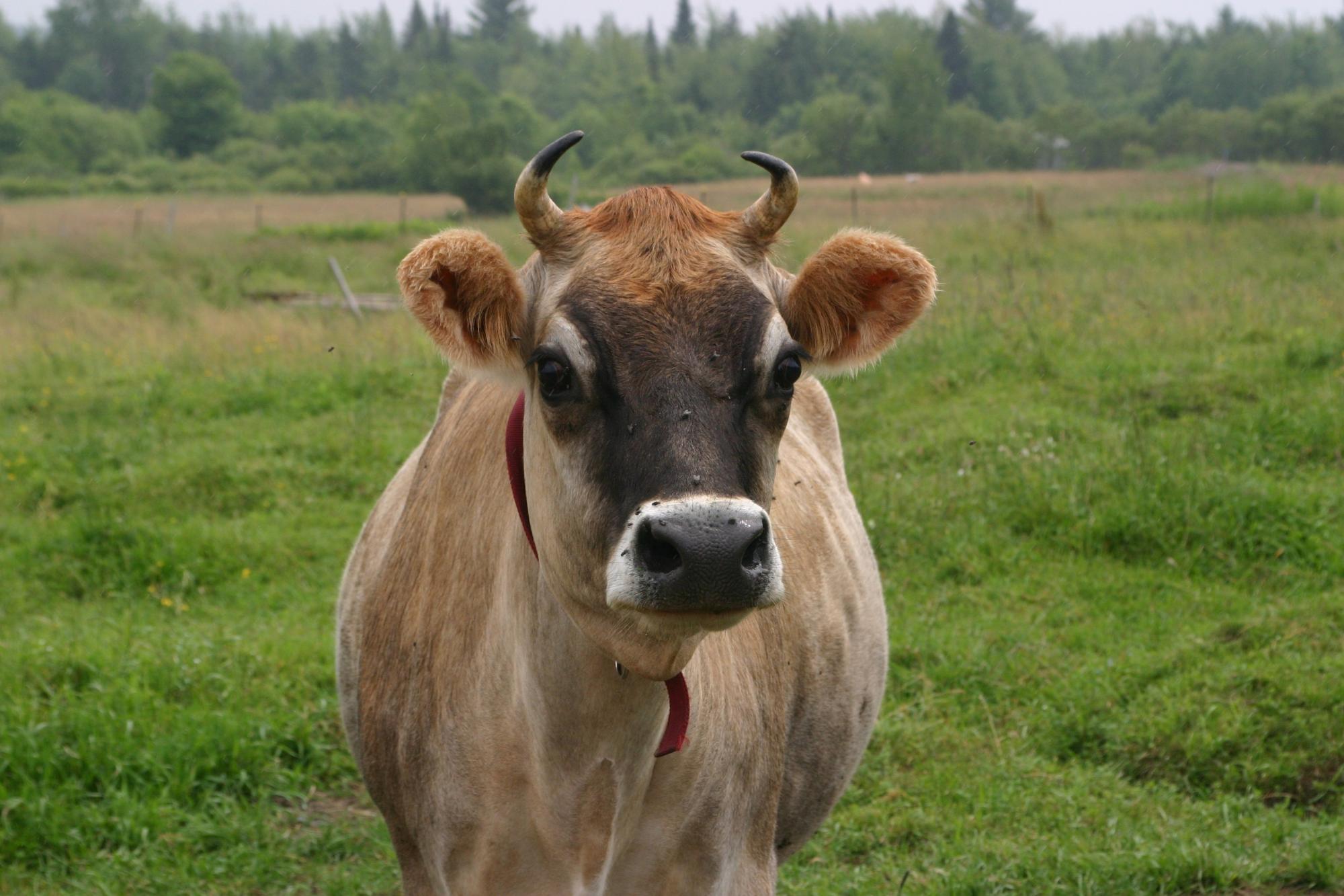 Корова Джерси