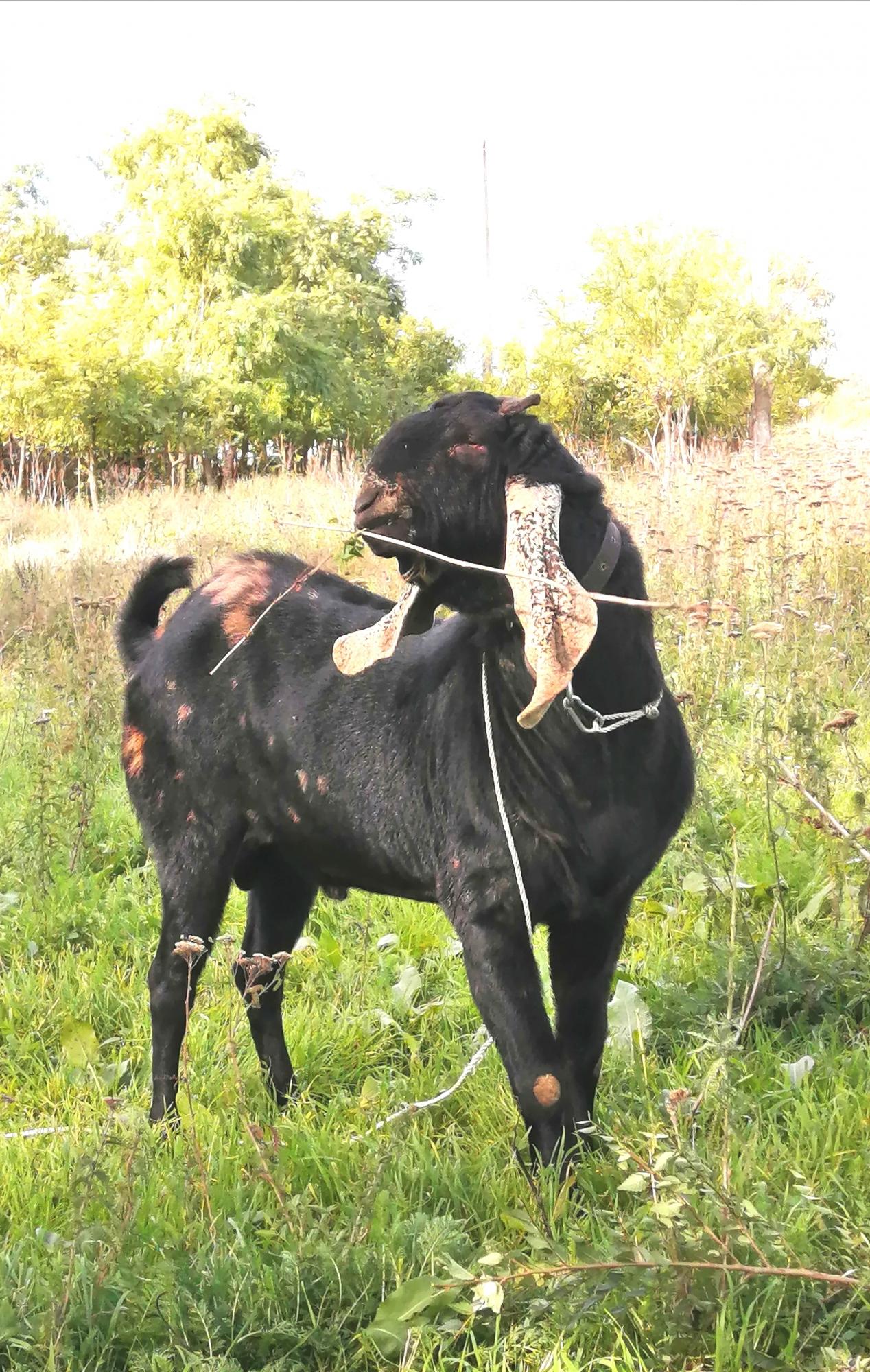 Камори-нубийский козел,вязка - фотография № 4