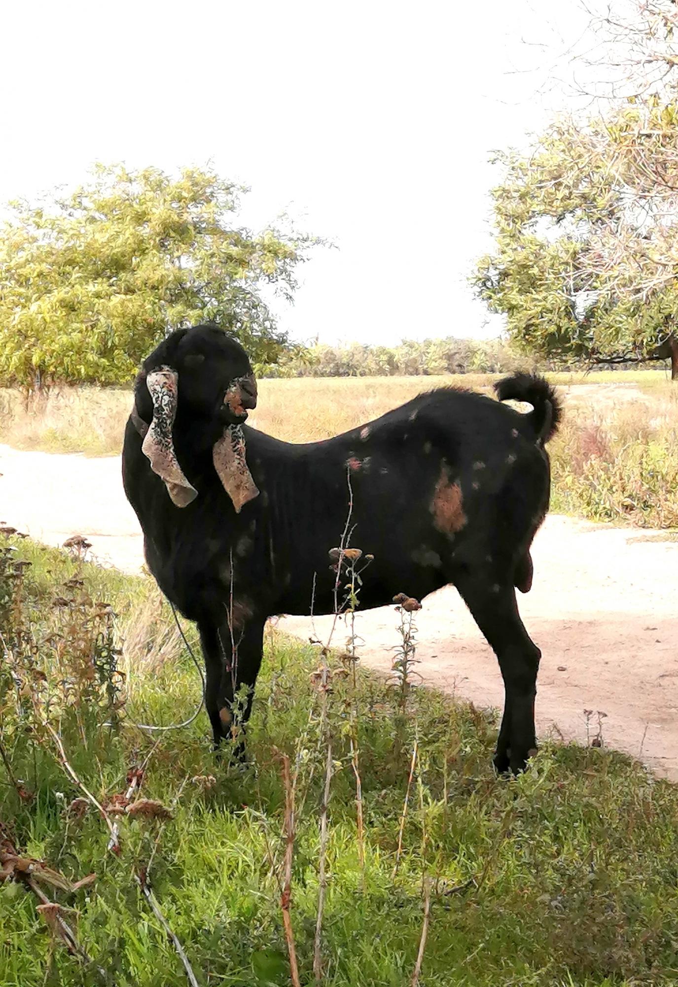 Камори-нубийский козел,вязка - фотография № 5