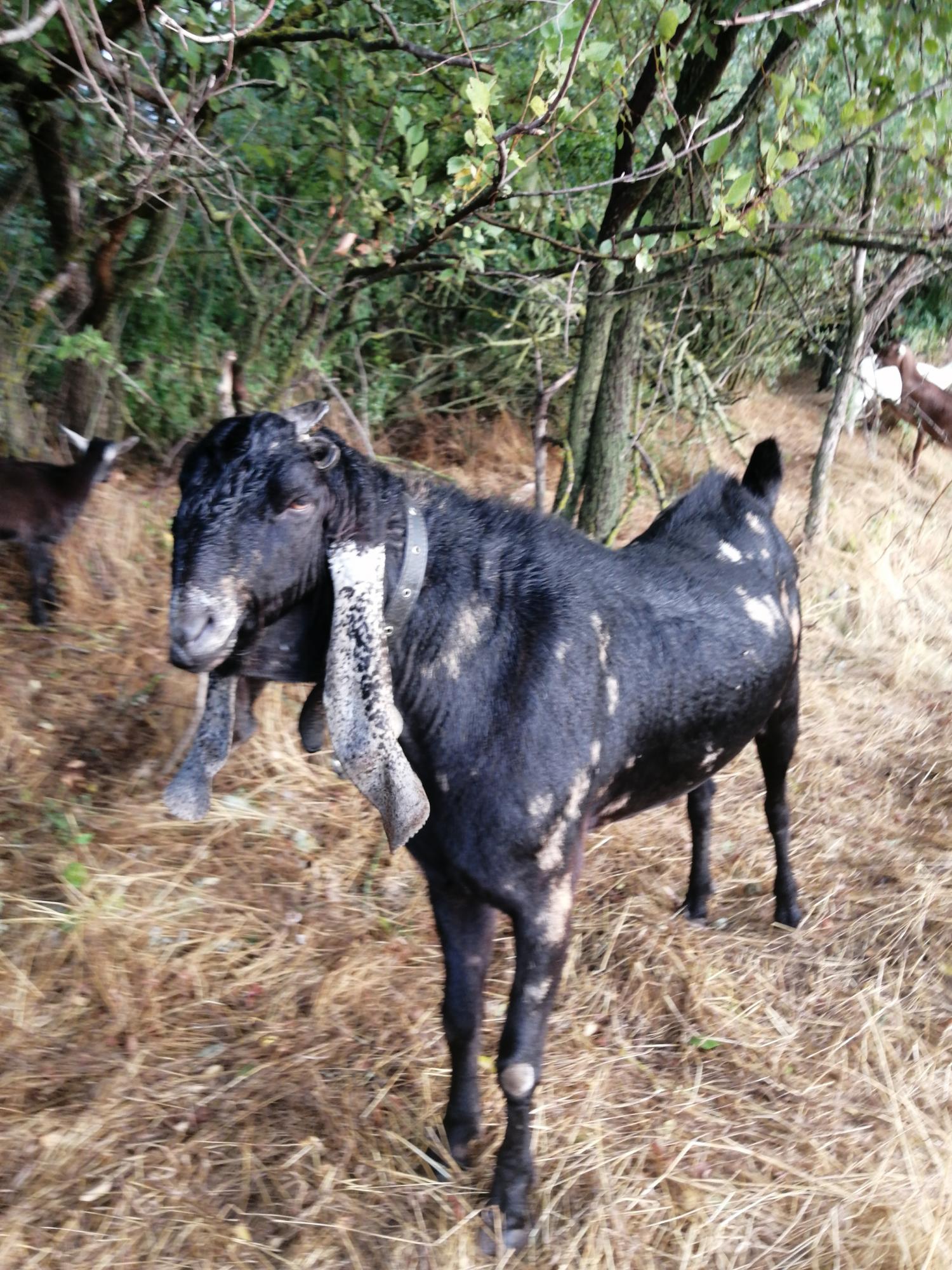 Камори-нубийский козел,вязка - фотография № 8