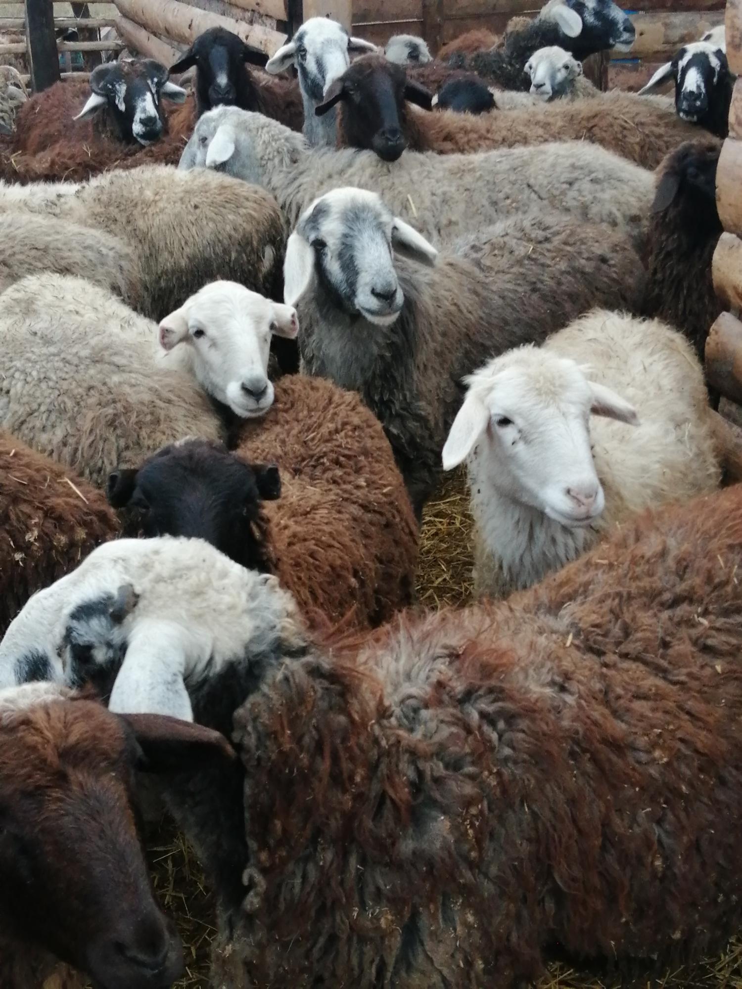 Курдючные овцы - фотография № 1