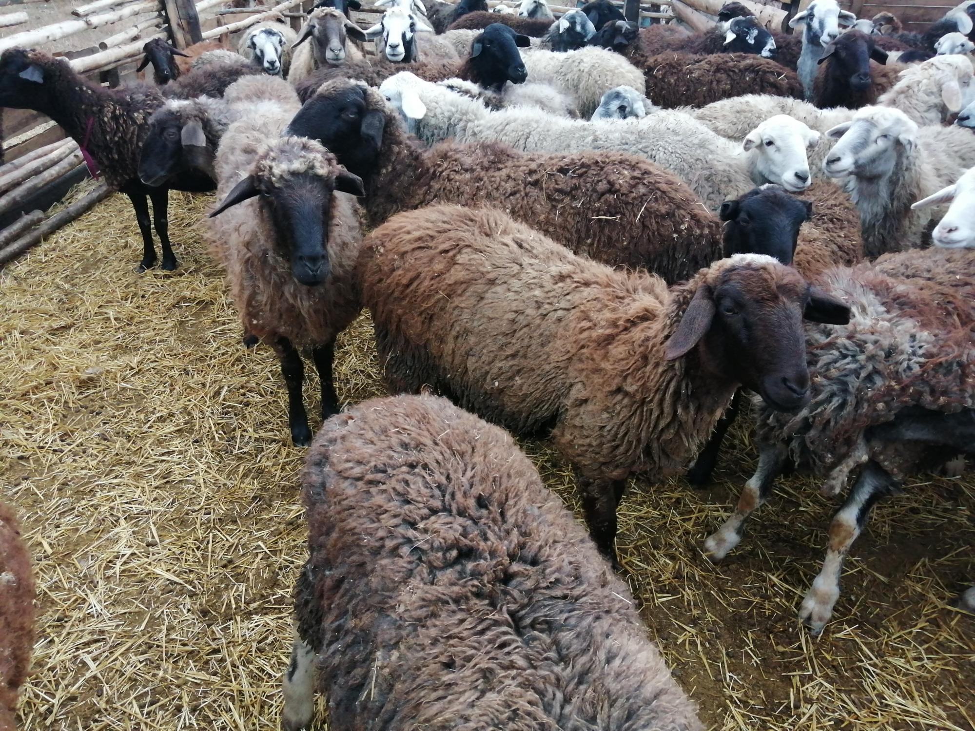 Курдючные овцы - фотография № 2