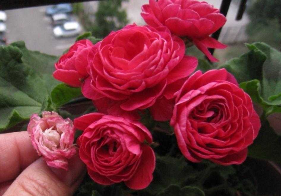 Пеларгония вива розита фото и описание