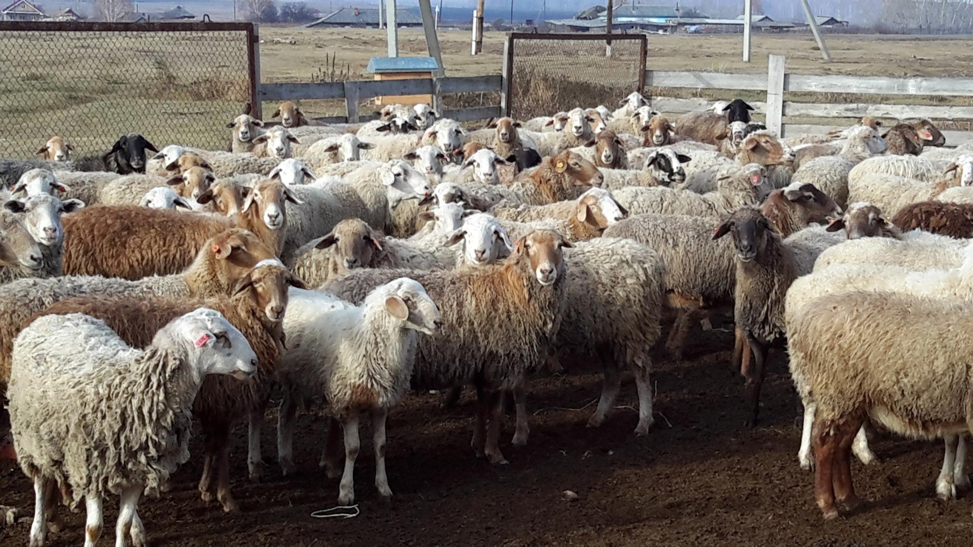 Овцы. Маточное поголовье - фотография № 3
