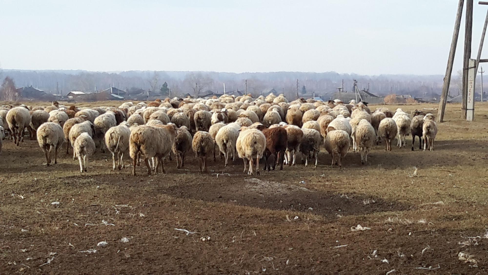 Овцы. Маточное поголовье - фотография № 8