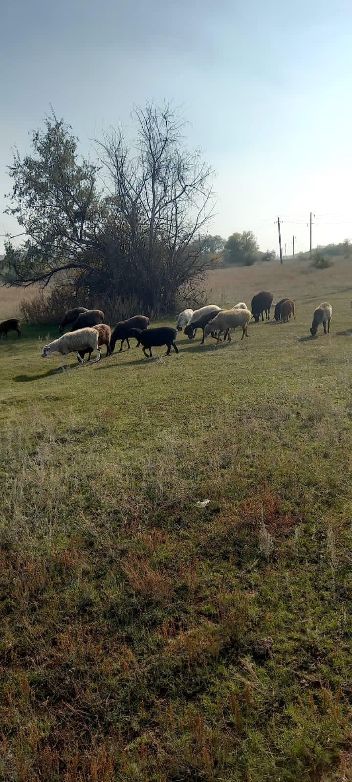Овцы ягнята бараны баран - фотография № 2