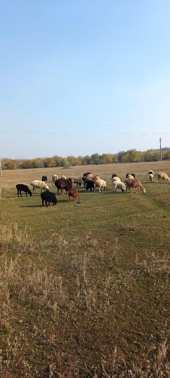 Овцы ягнята бараны баран - фотография № 3