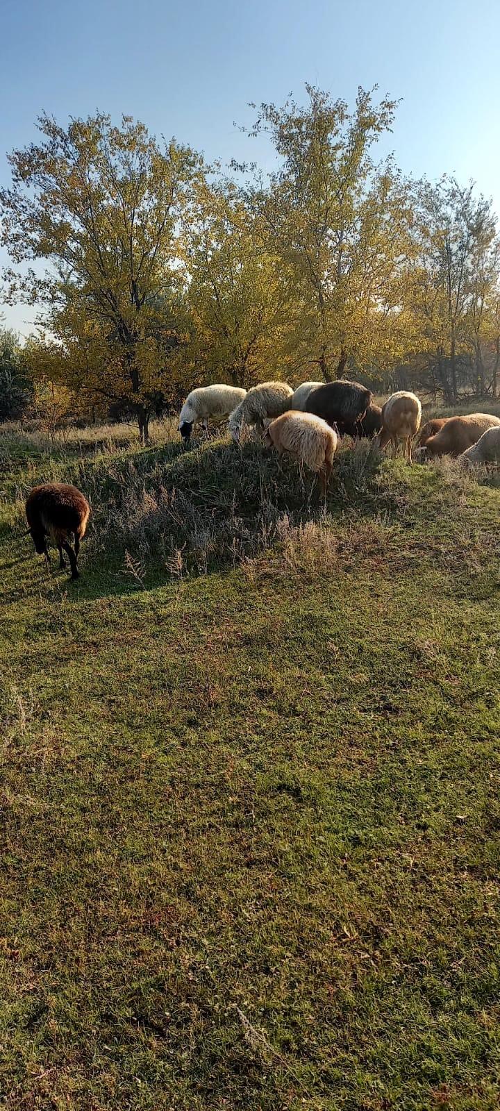 Овцы ягнята бараны баран - фотография № 7